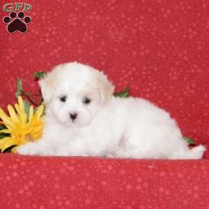 Lilac, Maltipoo Puppy